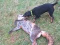 Mechant petit Jagd a Staf et Val. :-P