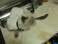 Winston gets shaved, prances Winston gets shaved, prances