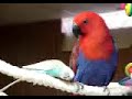 Cloie (Eclectus) and Ricky (Budgie) Cloie (Eclectus) and Ricky (Budgie)