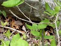 robinson forest rattlesnake