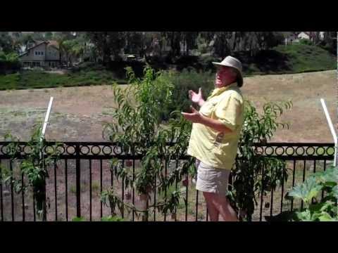 how to harvest nectarines