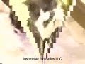 Köpek
