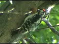 Downy woodpecker building a nest Downy woodpecker building a nest