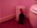 Cloie (Eclectus) in the waste basket Cloie (Eclectus) in the waste basket
