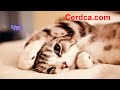 Котя Котенька Коток - даже мышкой с тобой поделюсь!