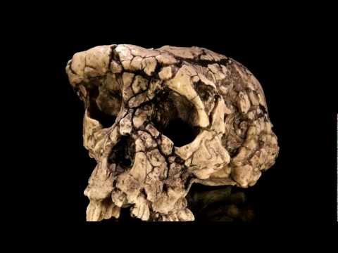 Toumai skull: ape-man, or just ape?