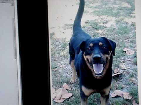 rottweiller