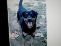 Labrador/ Rottweiller euthanized after killing