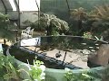 Fish Pond Fish Pond