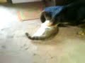 ogrish cat ogrish cat