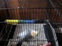smart bird