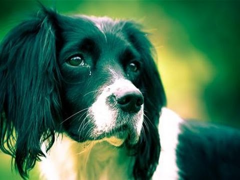 Videojug - This guide shows you How To Take Great Pet Photographs Watch This and Other Related films here: http://www.videojug.com/film/how-to-do-pet-photography Subscr...