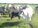 Our Brahman Heifers Our Brahman Heifers