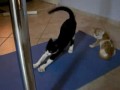 my kitty cats