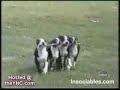 Perros