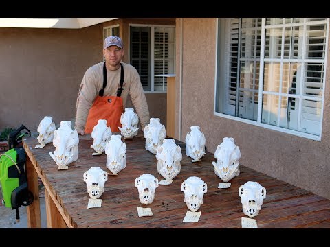 how to whiten skulls