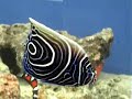 Pomacanthus imperator (J)