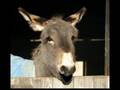 videos de Donk the Talking Donkey!!