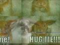Funny Bunnies