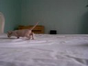 Peterbald kittens 4.5 weeks part II