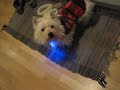 Honey - the blue light special