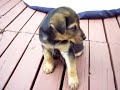 benny in the new enviornment cutest dog ever