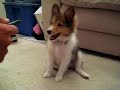 Sheltie
