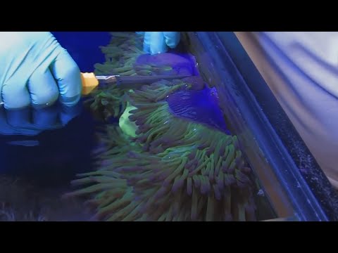 Nano News // E08