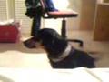Rooney (bark)