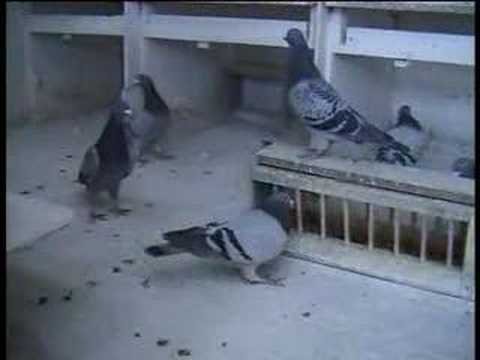 Fred Peat Racing Pigeons Winners 2