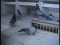 Fred Peat Racing Pigeons Winners 2