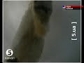 белые медведи