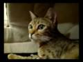 Mozart and the kittens