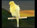 Naturaves - (Postura) Padovano Consort.avi