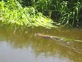 Muskusrat