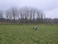 videos de Breton Coras rejsning.AVI