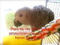 El Arte Murcianico