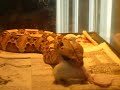 Gaboon Viper Eating Gaboon Viper Eating