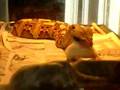 Gaboon Viper Eating