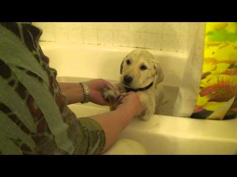 male 8 week old yellow labrador retriever puppy gets a bath