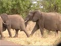 Elephant Procession, KrugerPark