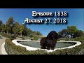 The Adventures of Rasta Bowwow - Episode 1838 - 08 27 2018