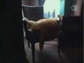 En Şişman Kedi En Şişman Kedi