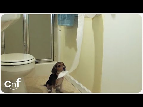 how to obtain papers for a dog