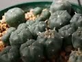 Peyote Way Slideshow