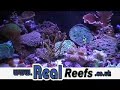 Marine Aquarium LPS Coral 51109