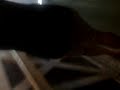 Bear Cave 2