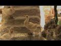 Il Presepe è stato realizzato artigianalmente dalle mani di Giovanni Falletta e ritrae perfettamente la rappresentazione della Natività.