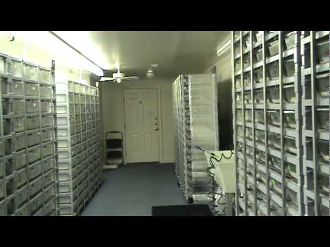 YouTube reptile video