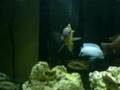 Maylandia sp Zebra Gold Mundola F1